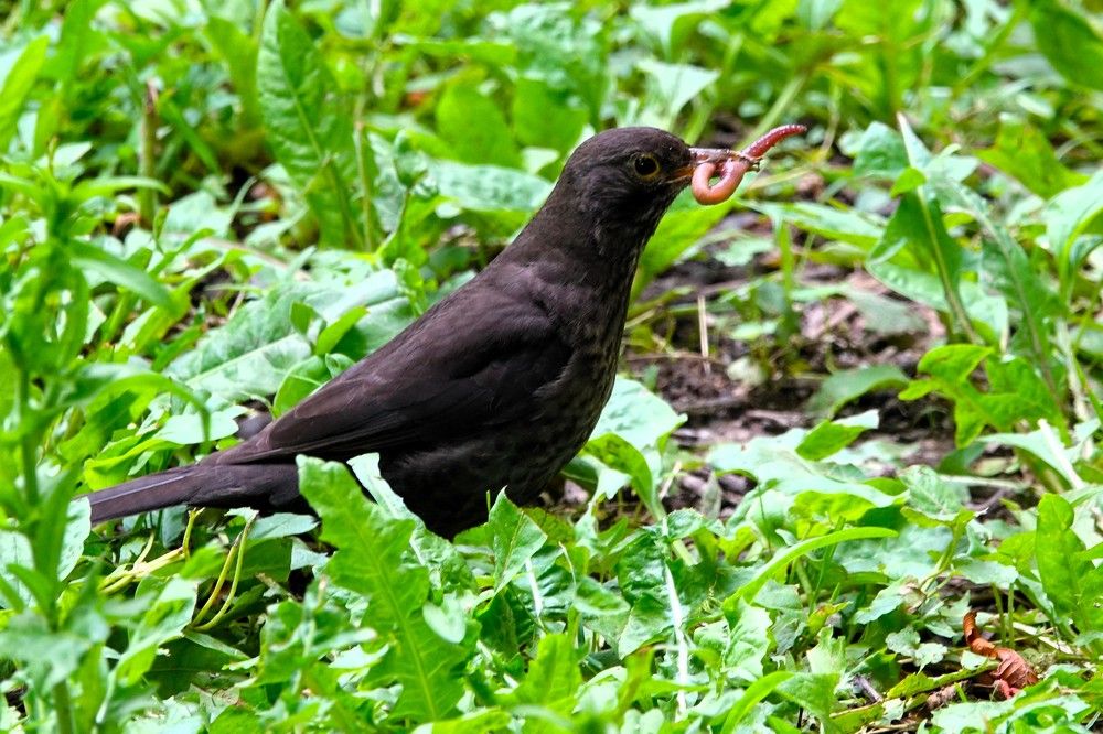 Photograph by jelena konickaja