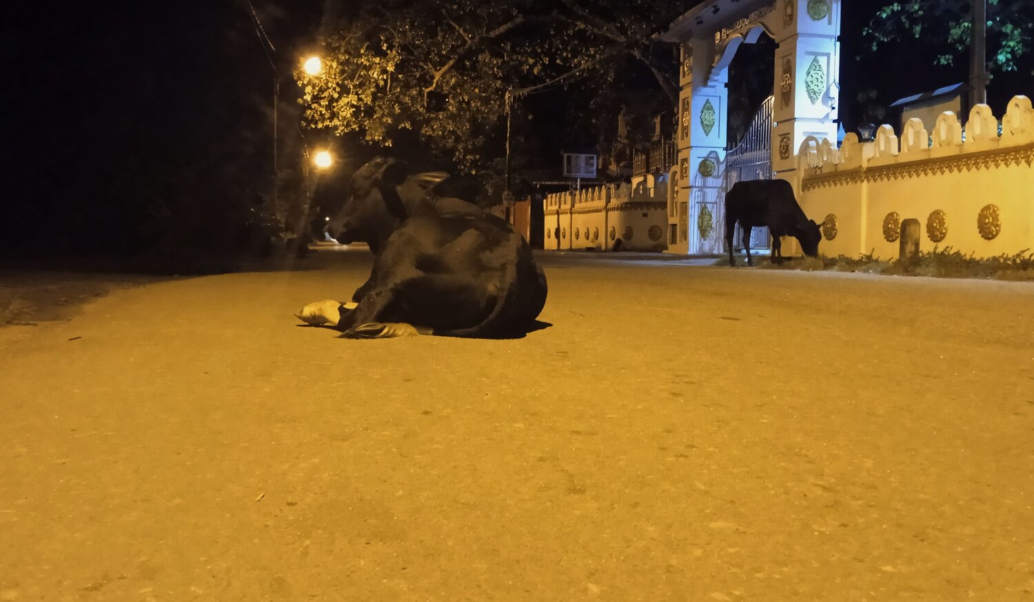 Photo #10807850