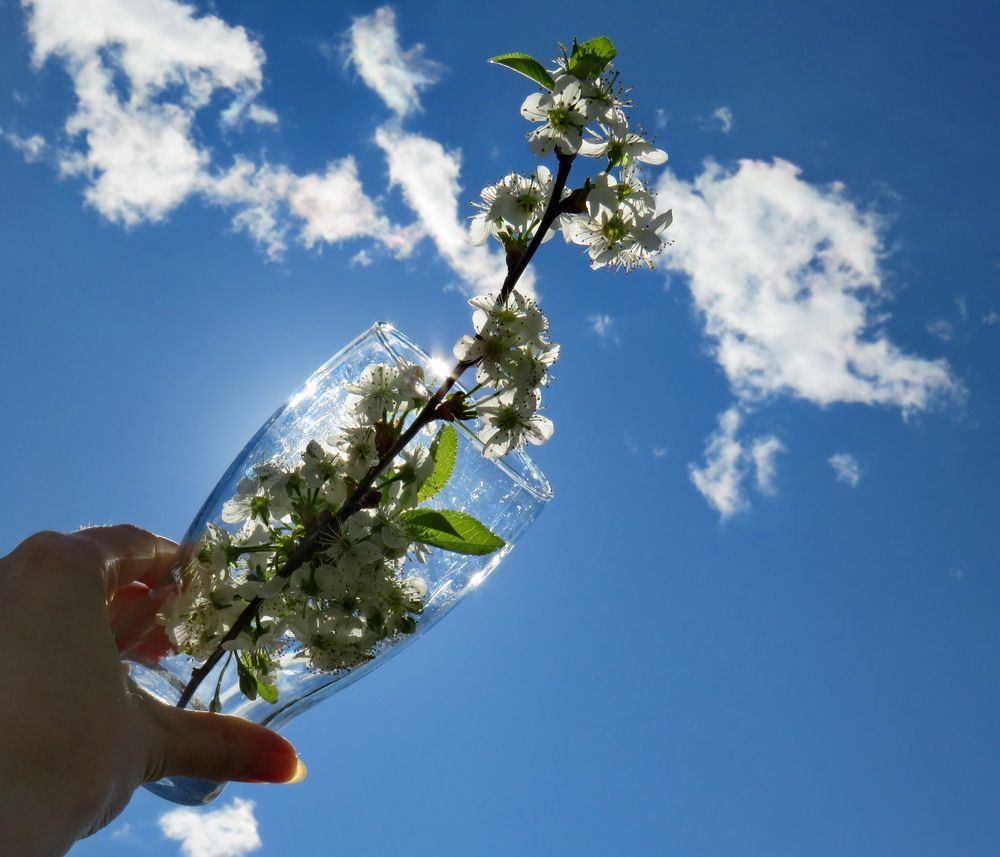 Branch of cherry blossoms in a glass against the sky