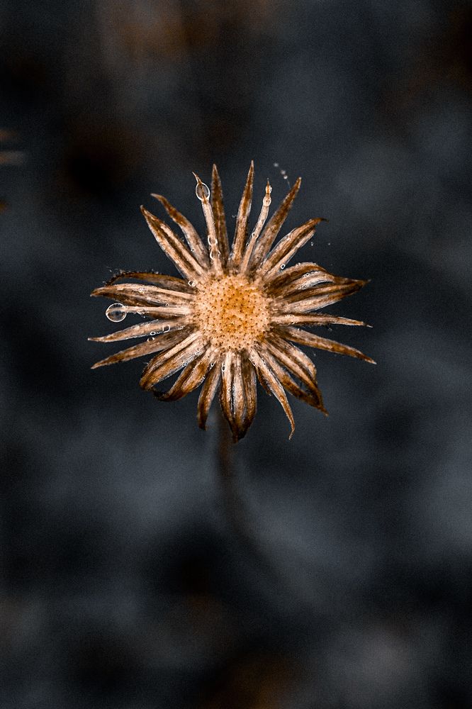 Фотография автора Олеся Шипихина