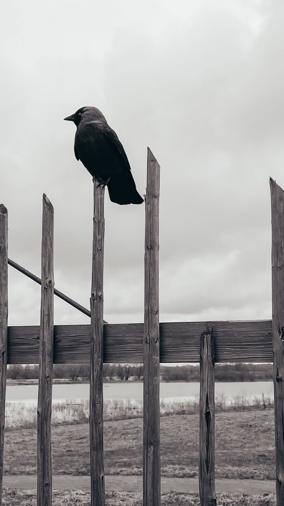 Фотография автора Олеся Шипихина