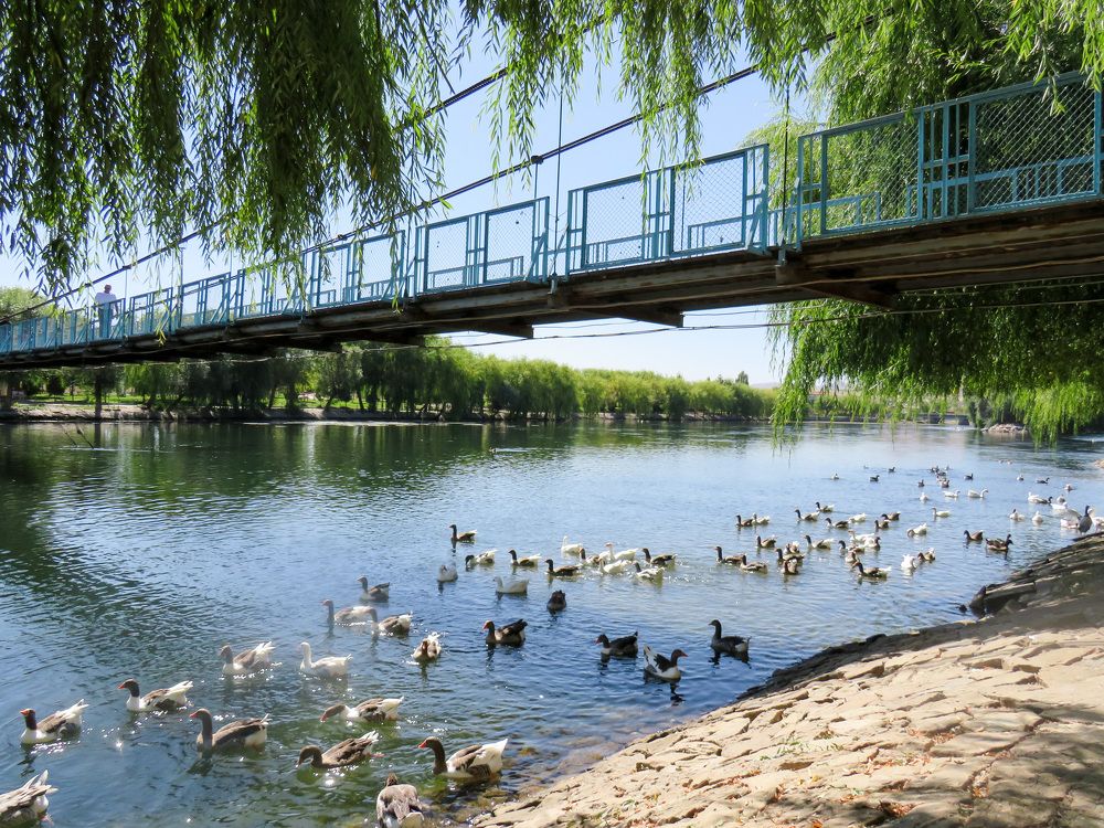 Wild gray geese swim under a pedestrian suspension bridge in Avanos, Cappadocia