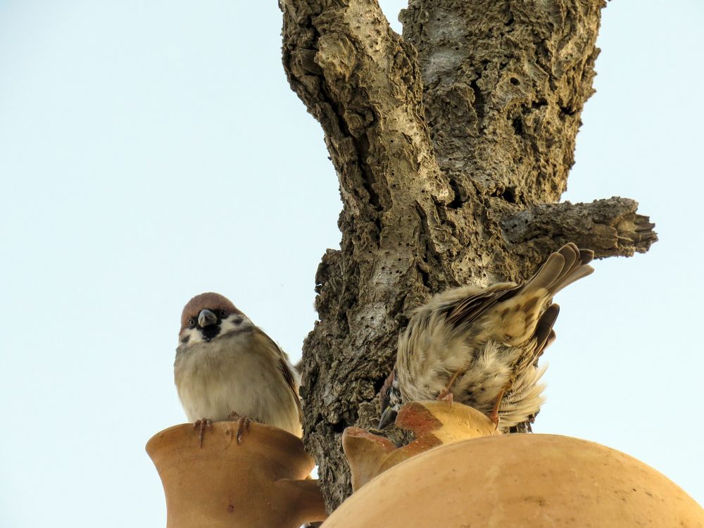 Sparrows on a clay pot in Goreme