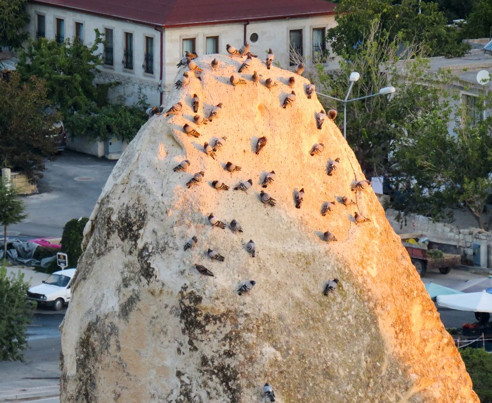 Pigeons meet the sunrise on a rock in Goreme