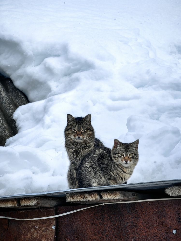 Photograph by Игорь Сапронов