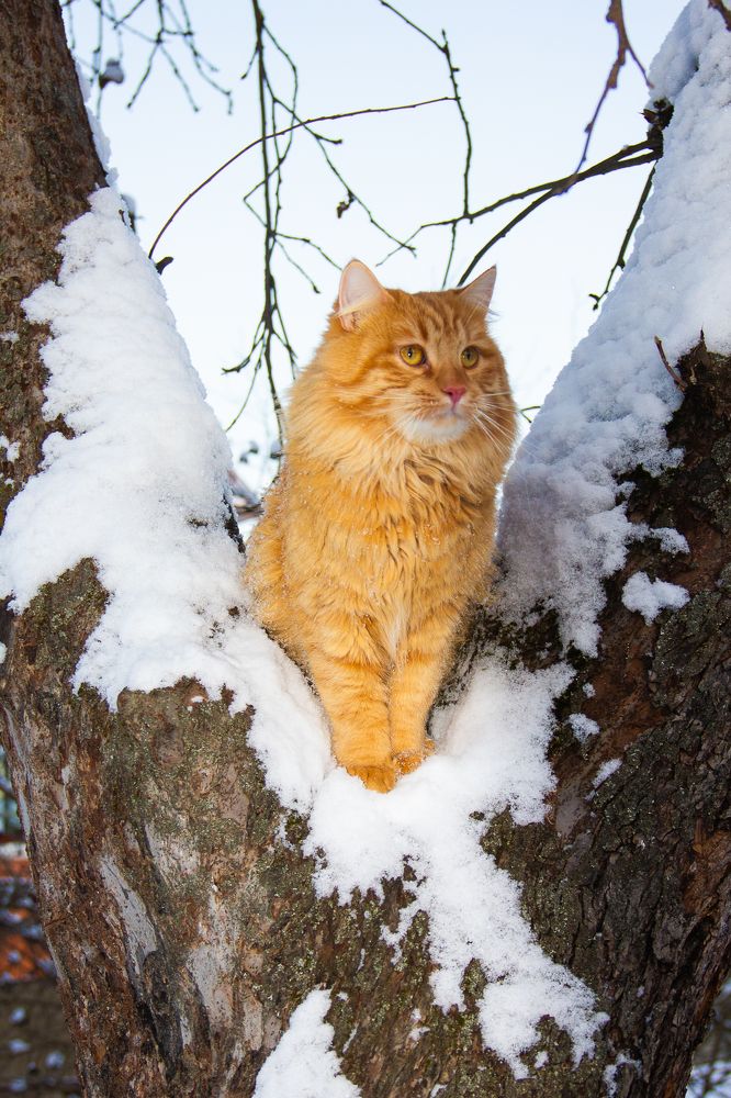 Photograph by Svetana Mertikova (Blinova)