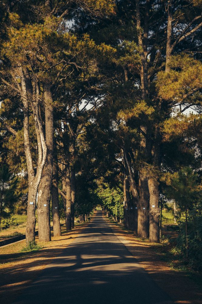 Photograph by Trần Công