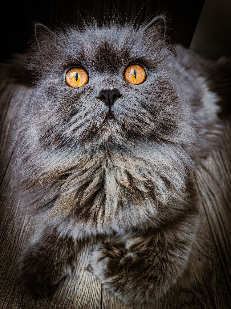 Photograph by жан хачапурадзе