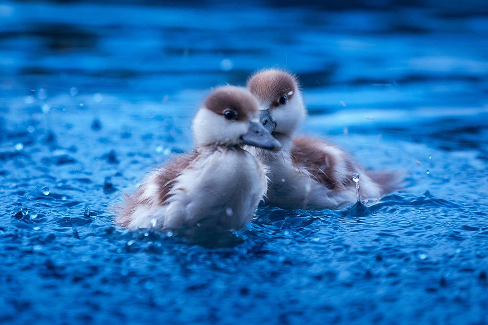 Малыши в парке