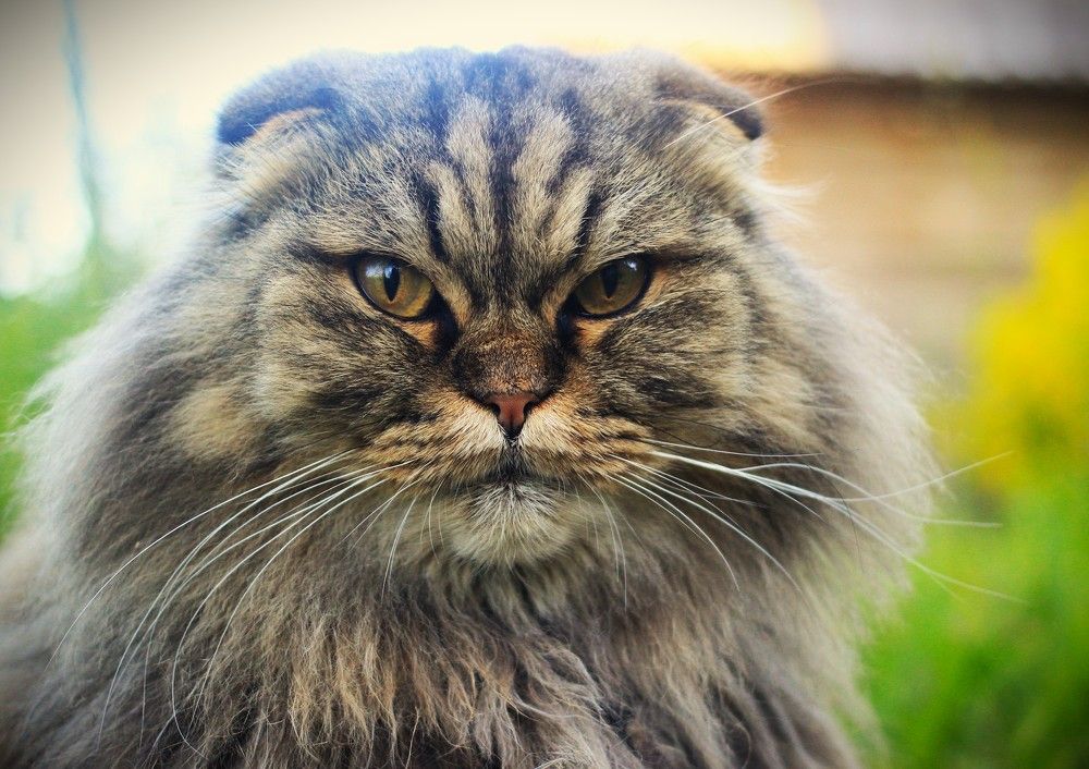 Фотография автора Светлана Терехова