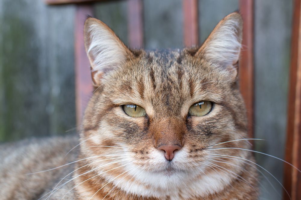 Photograph by Ирина Лесовая