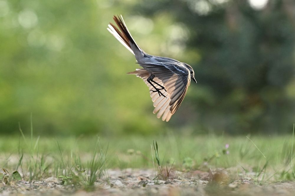 wagtail landing