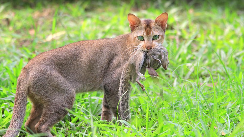 Photograph by Nahyan Nihal