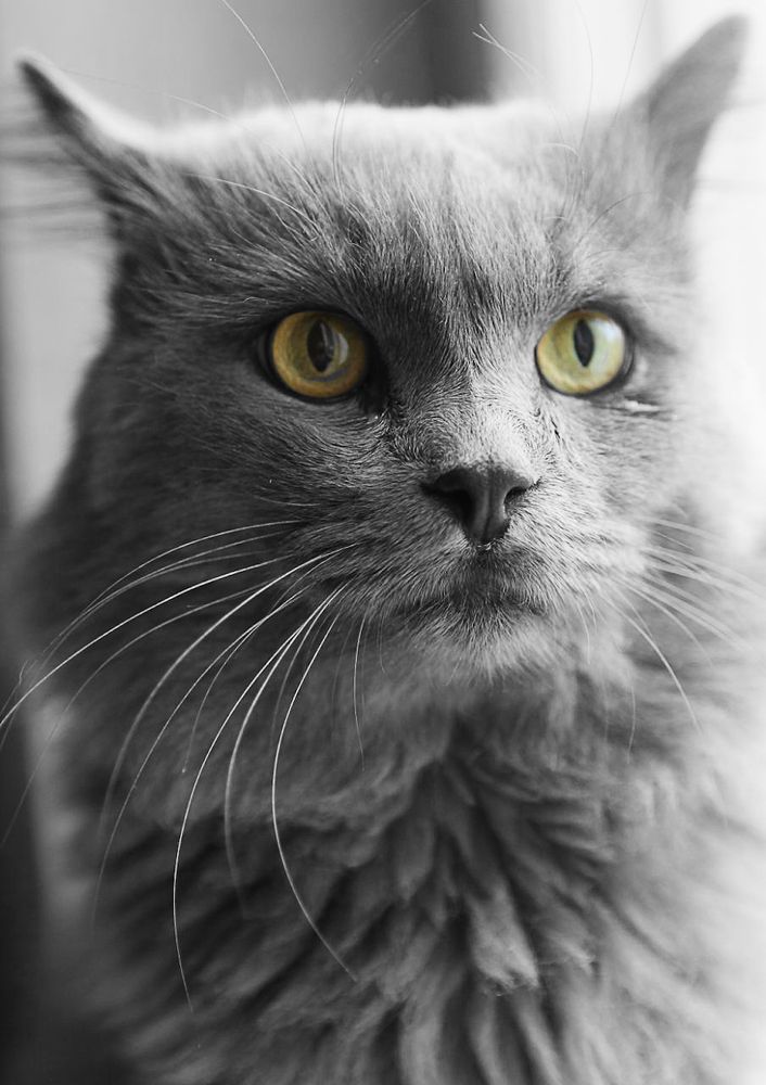 Хозяин! Что стряслось? На тебе лица нет!