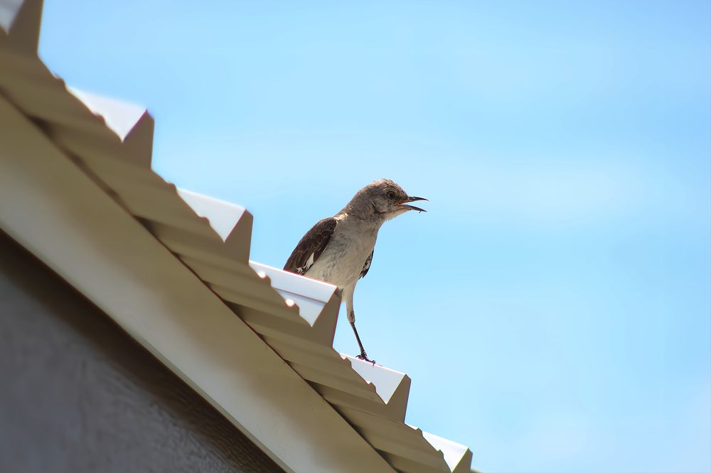 Mocking Bird