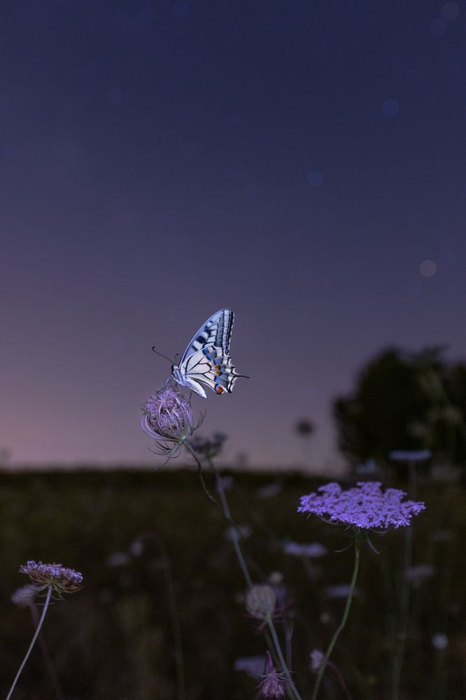 Photograph by Юлия Григоренко