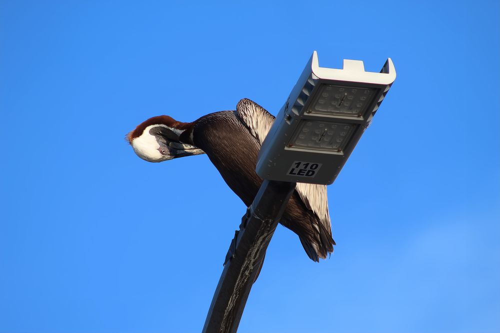 Фотография автора Jeff Cooley