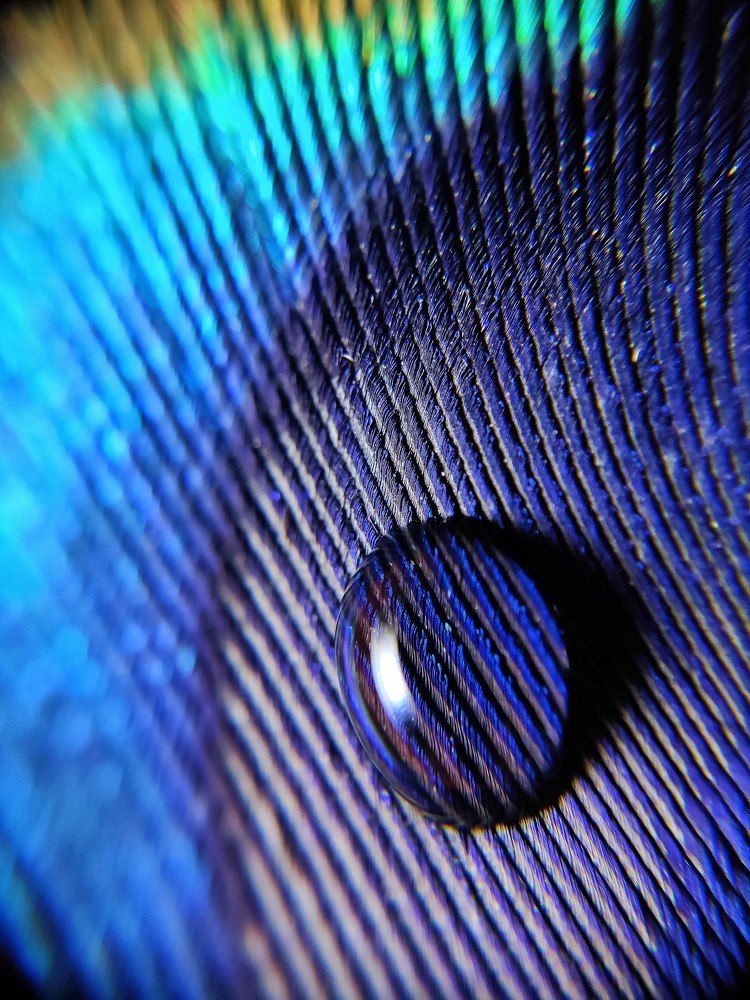 Peacock Feather