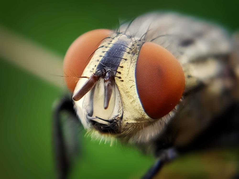 Housefly rounded eye .