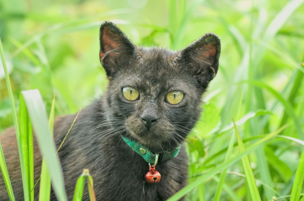 Photograph by Joko Prayitno