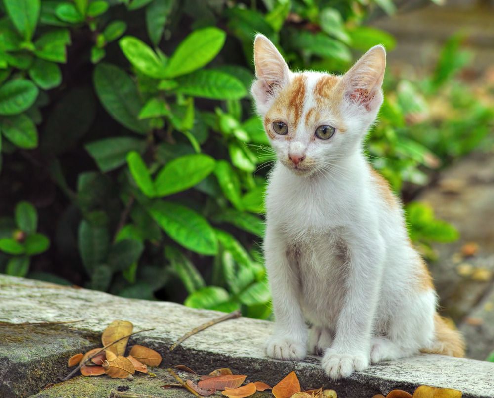 Photograph by Joko Prayitno