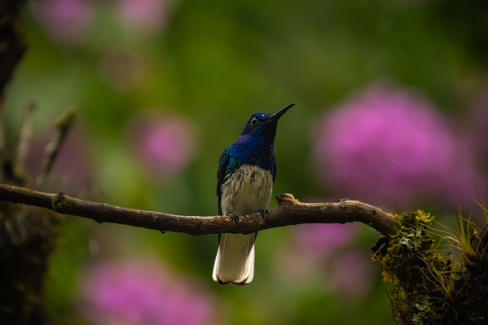 Photograph by Susie Castellano