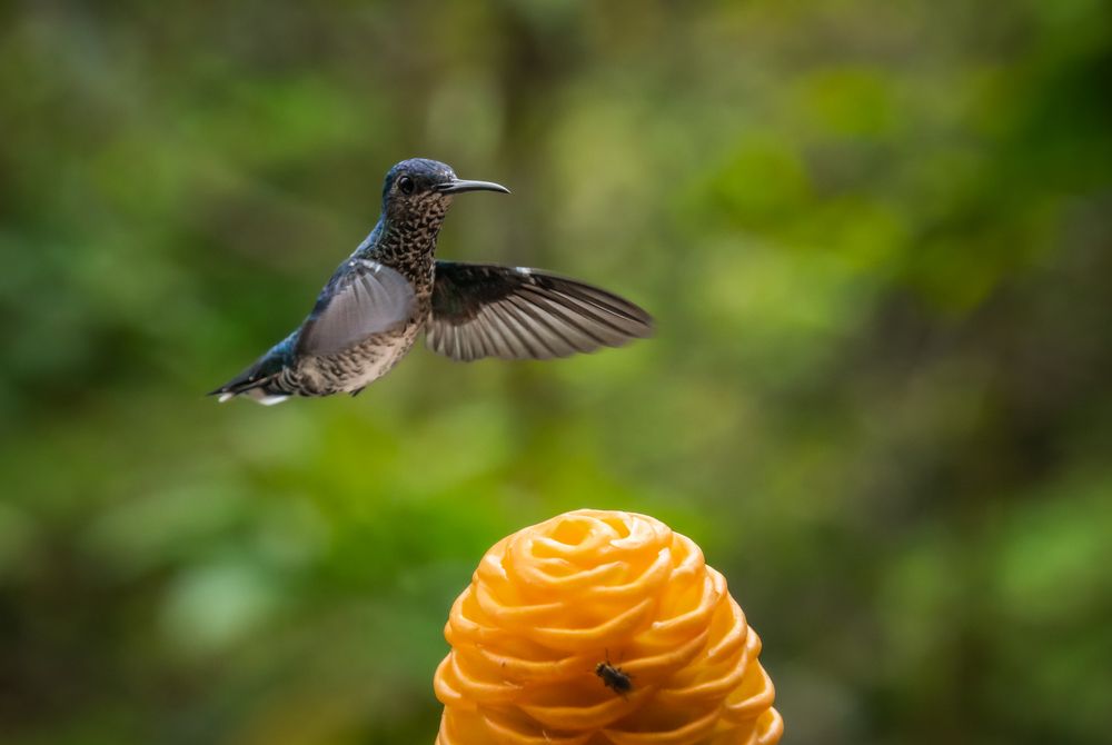 Photograph by Susie Castellano