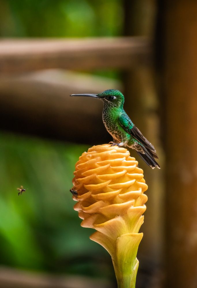 Photograph by Susie Castellano