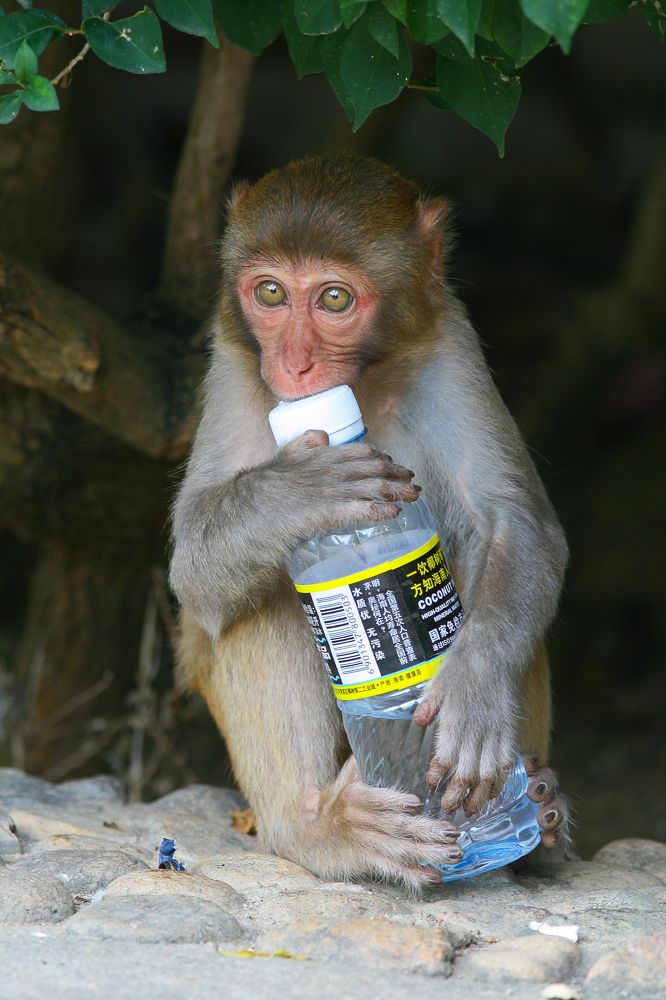 Жажда ни что