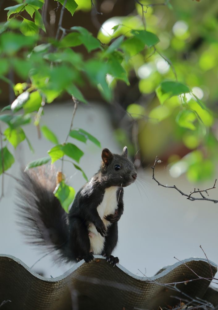 Лесная гостья