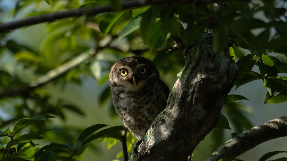 Photograph by Faisal Fasaludeen