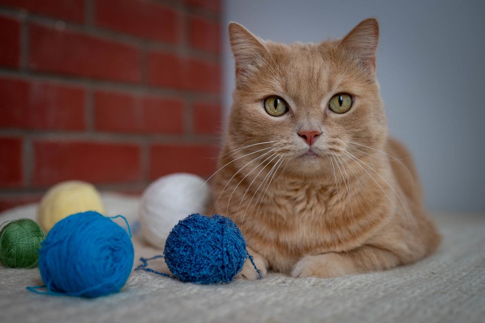 Фотография автора Дмитрий Referee