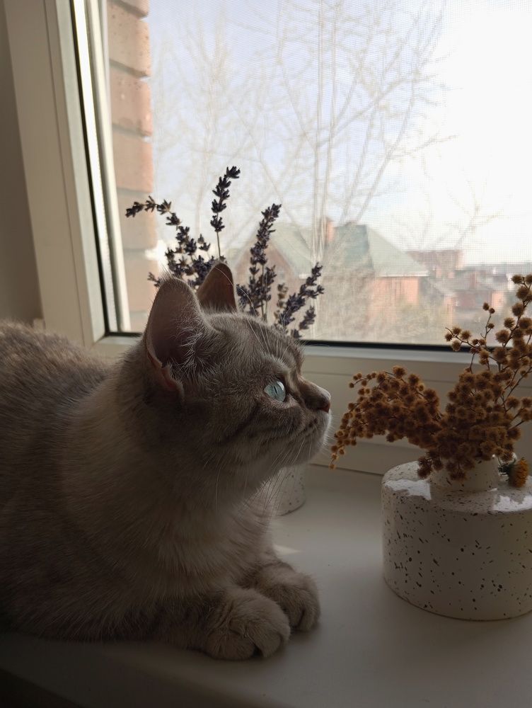 Photo #10808774