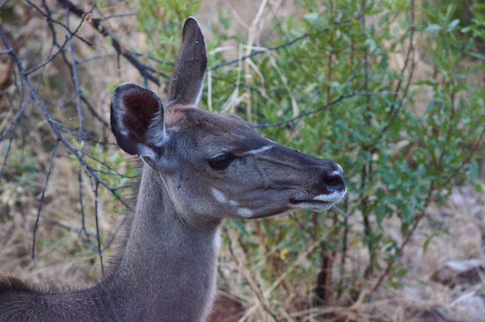 Фотография автора Nico