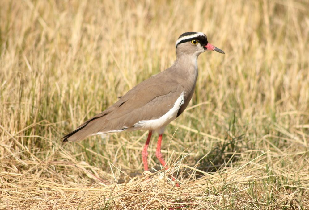 Фотография автора Nico Ebersohn