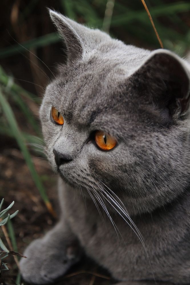 Фотография автора Наталья Боярина