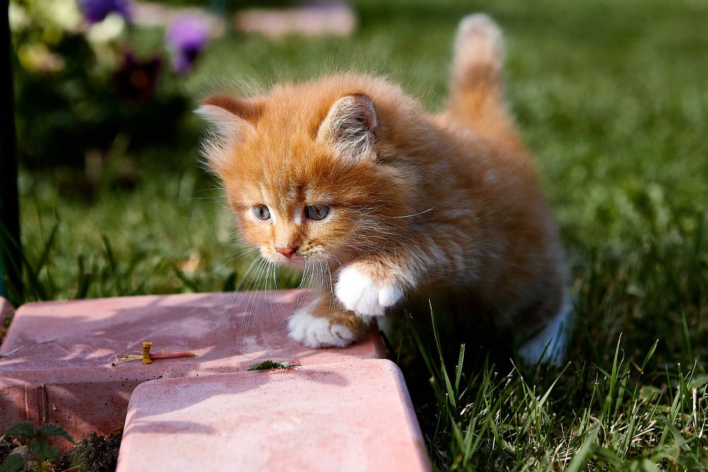 Фотография автора Totoro