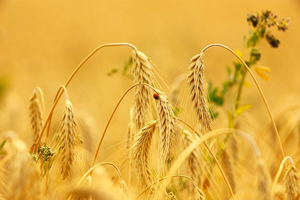 Фотография автора Михаил Лупина