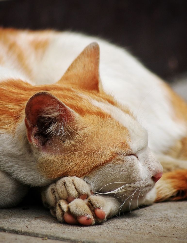 Photograph by  Oscar Simon Wiryahanjaya