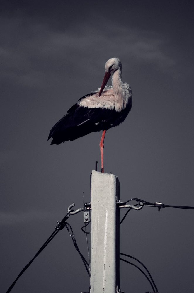 Photograph by Вероника Матиевская
