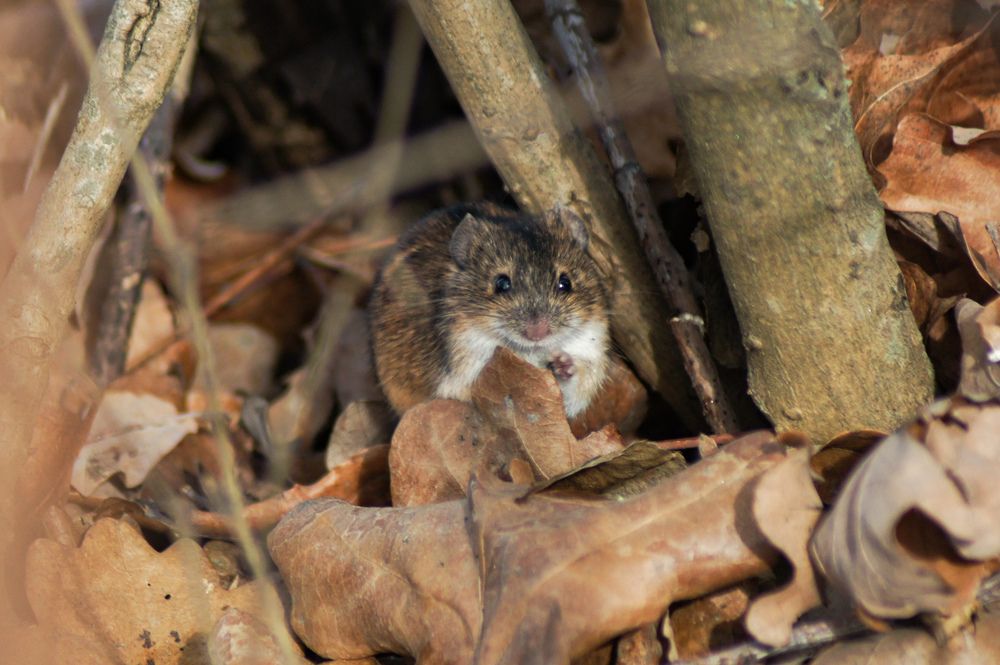 Photograph by Карина Заводчикова