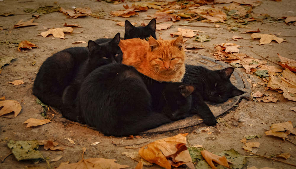 Вместе осенью теплее