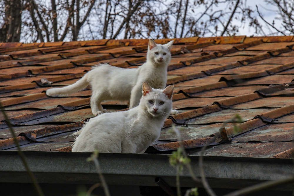 Photograph by  SaidArt