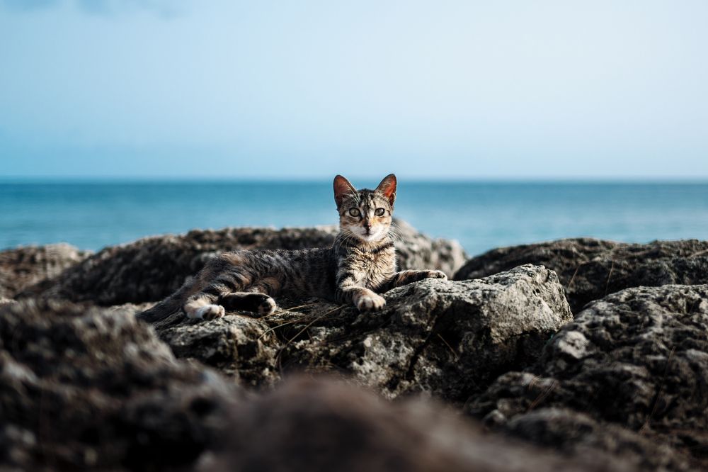 Photograph by Akeem Chandler-Prescod