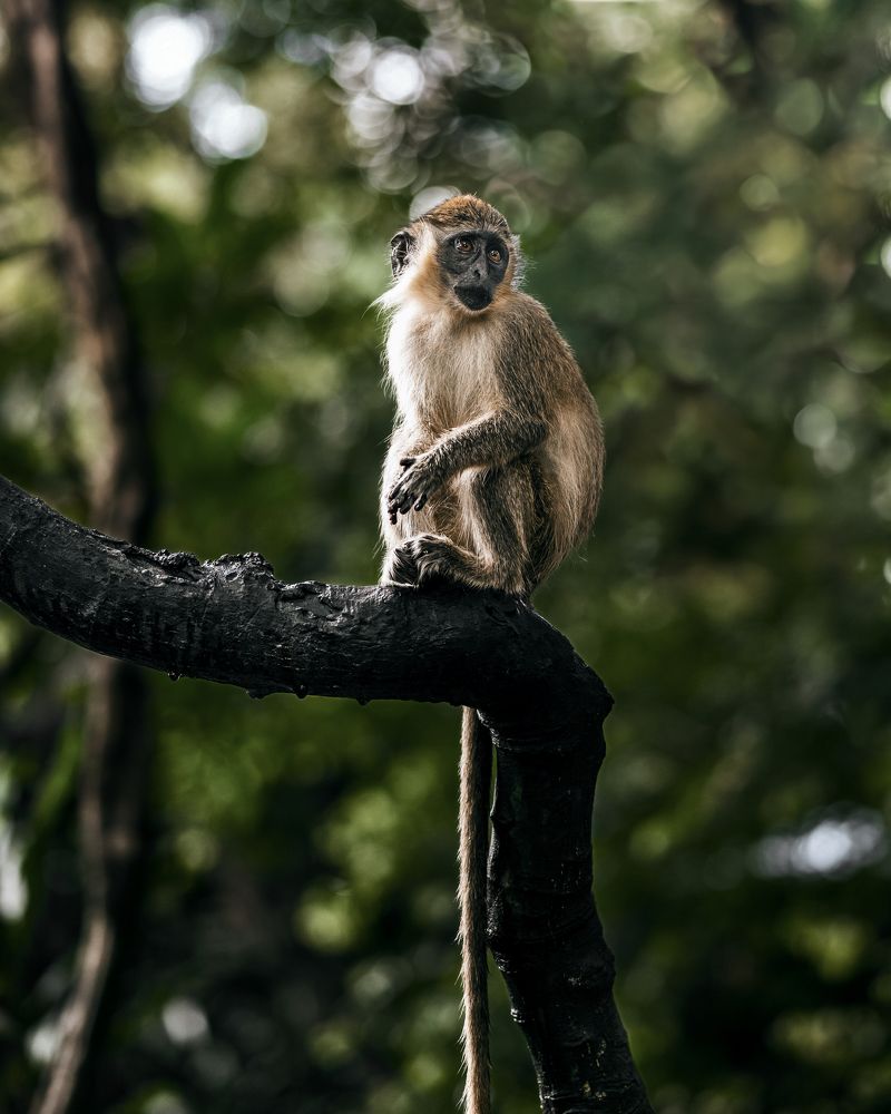 Photograph by Akeem Chandler-Prescod