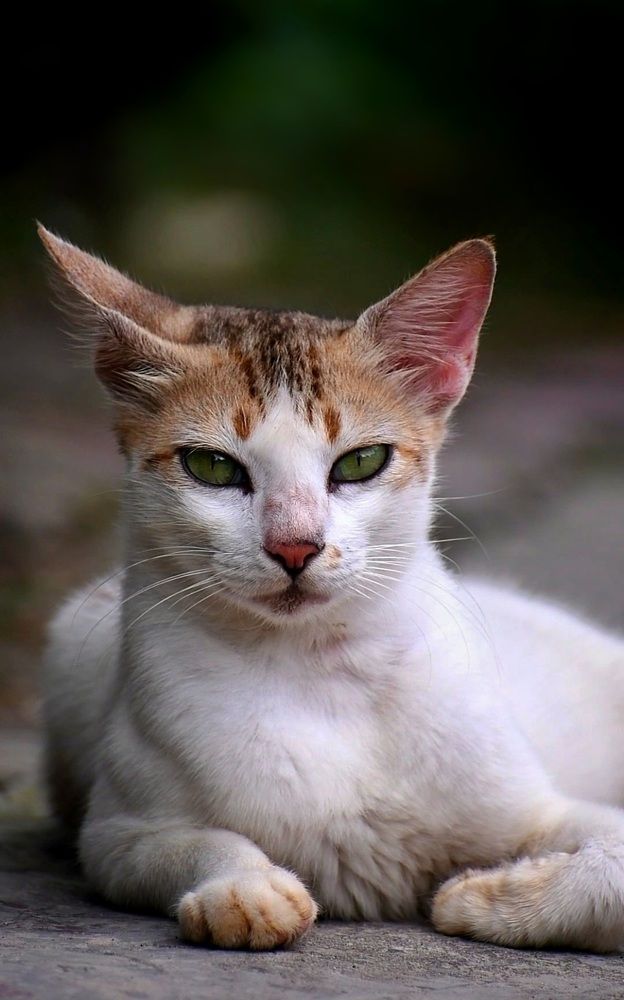 Photograph by Sanatan Sadhu