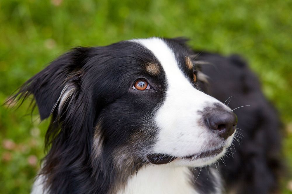 Фотография автора Totoro