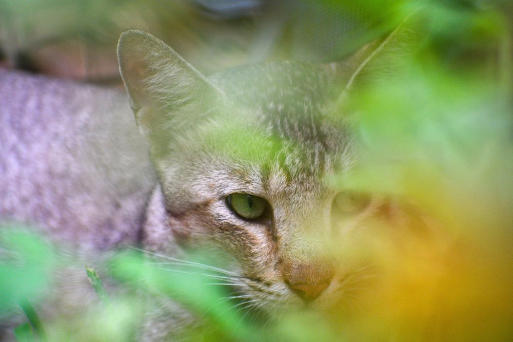 Photograph by Sanatan Sadhu