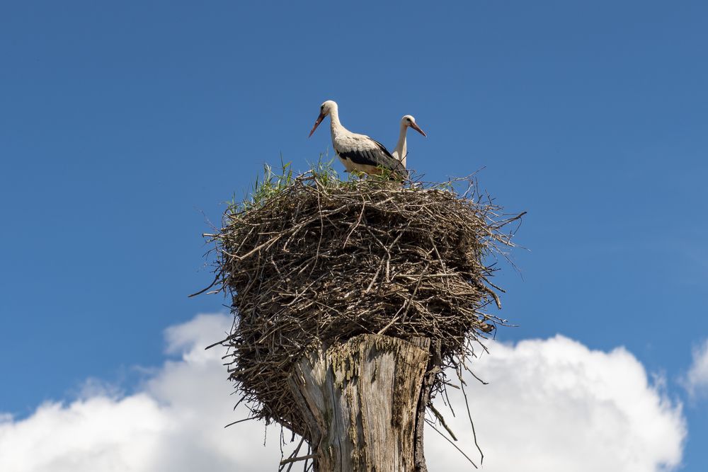 Photograph by Алексей Новиков