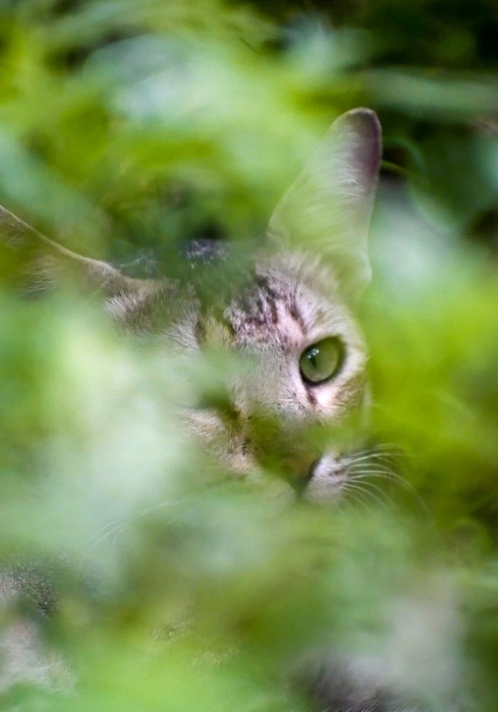 Photograph by Sanatan Sadhu